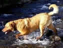doghuntingsalmon