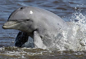 dolphin breach