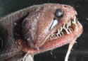 dragonfish