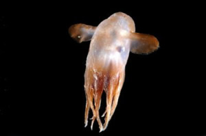 dumbo octopod