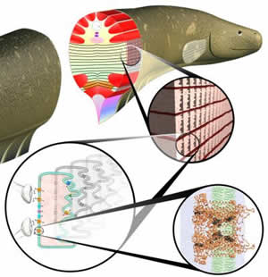 electric eel anatomy