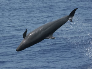 false killer whale leap