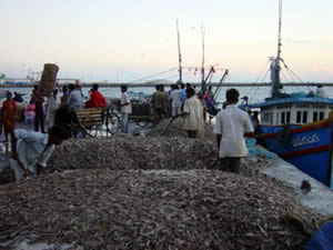 fish feed india