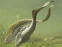 fishfossilsex