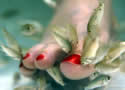 fishpedicures