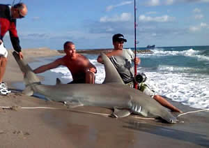 florida hammerhead