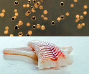 fresh fish test bacteria PCR