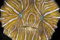 frogfishH.psychedelicasm