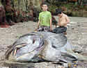 giantgrouper