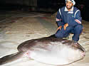 giantoceansunfish