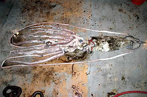 giant squid gulf of mexico