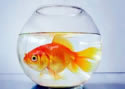 goldfishbowl