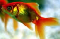 goldfishmemory