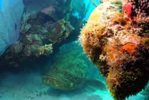 goliath grouper dry tortugas