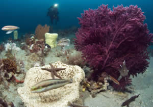 grays reef seascape noaa