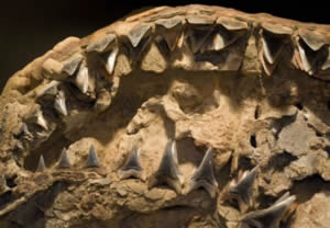 great white shark fossil teeth