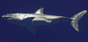 great white shark monterey released