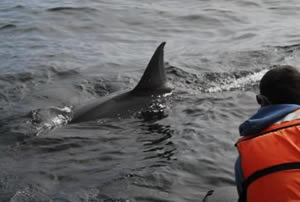 great white shark researcher