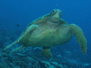 green sea turtle