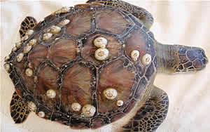 green sea turtle mote sick