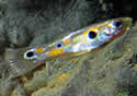 guppiessm