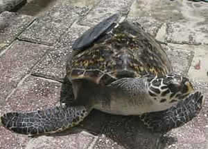 hawksbill turtle