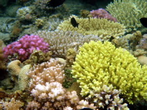 health reef coral tanzania
