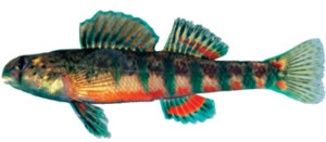 holiday darter