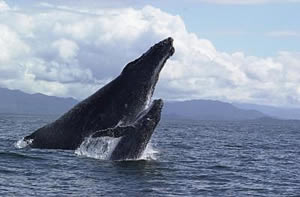 humpback whale calf