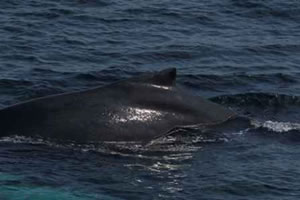 humpback whale hebrides
