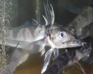 icefish Chionodraco hamatus