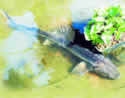 jawssturgeondiamond
