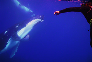 john whale tonga