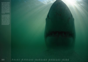 jost images shark calendar