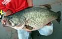 largemouthbassrecordjapan