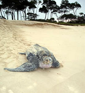 leatherback turtle