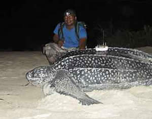 leatherback turtle exeter