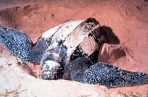 leatherback turtle playa grande