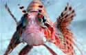 lionfish