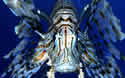 lionfishflorida