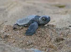 loggerhead sea turtle hatchling