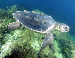 loggerhead turtle noaa