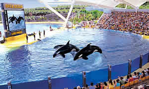 loro parque orcas