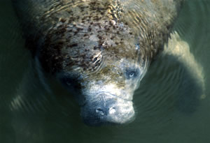 manatee florida