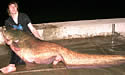 massivecatfish