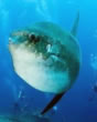 molamola