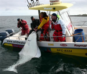 monster halibut norway