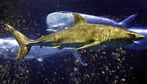 monterey bay aquarium fifth Great white shark