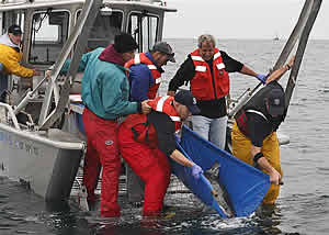 monterey bay aquarium great white shark release