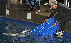 monterey bay aquarium release great white shark five